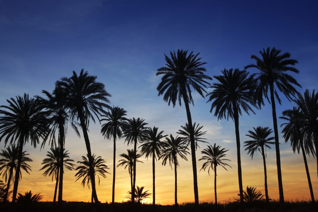 Image of palm trees seen all over New Port Richey, FL.